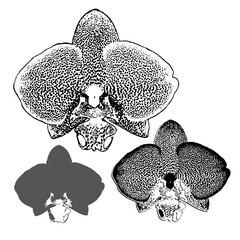 Set of exotic amazing motley tropical orchids flowers. Monochrome vector design elements isolated on white background for create floral greeting card, textile home decor, fabric, printing, poster.