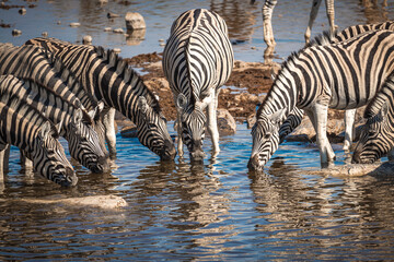 Fototapeta na wymiar Zebras at waterhole, Etosha National Park, Namibia