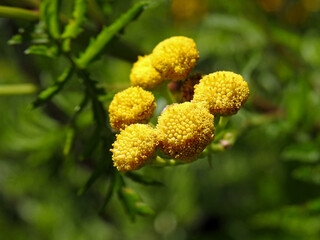 a plant with yellow inflorescences named tansy growing in ruderal and roadside areas in the suburbs of Białystok in Podlasie in Poland