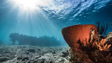 Fotobehang Schipbreuk Ship wreck "Tugboat" in  shallow water of coral reef in Caribbean sea with big Sponge and view to surface and sunbeams  © NaturePicsFilms