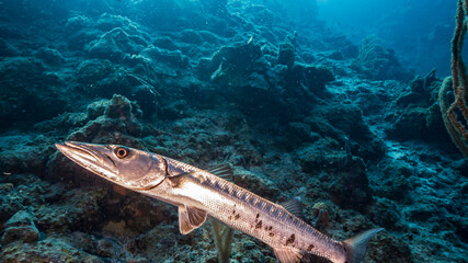 Seascape in turquoise water of coral reef in Caribbean Sea / Curacao with Barracuda, coral and sponge