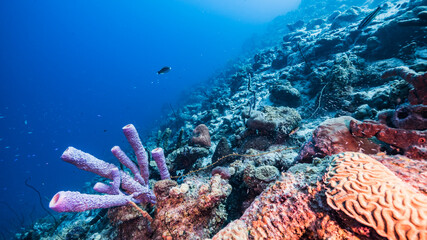 Seascape in turquoise water of coral reef in Caribbean Sea / Curacao with fish, coral and Stove-Pipe Sponge