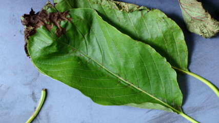 Mitragyna Speciosa Korth on dark background.