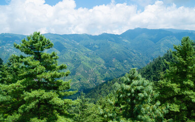 Fototapeta na wymiar Pine trees and valleys and view of Himalayas in Shimla, India.