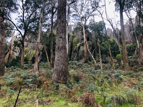 trees in the forest