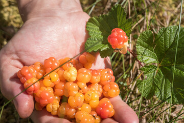 Handful of cloudberry and a cloudberry plant with a colorful fly on it. Foraging on wild forest...
