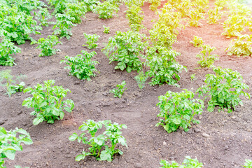 Green Potato Sprouts Or Nightshade Tuberosum Grow On The Plantation In Spring And Summer. growing vegetables, selective focus.