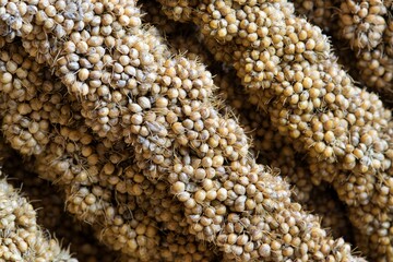 Millet sprays stacked in a diagonal pattern in macro view. Natural sunlight image with selective focus in the center. Widely used as treats for pet birds and cereal crops for people.