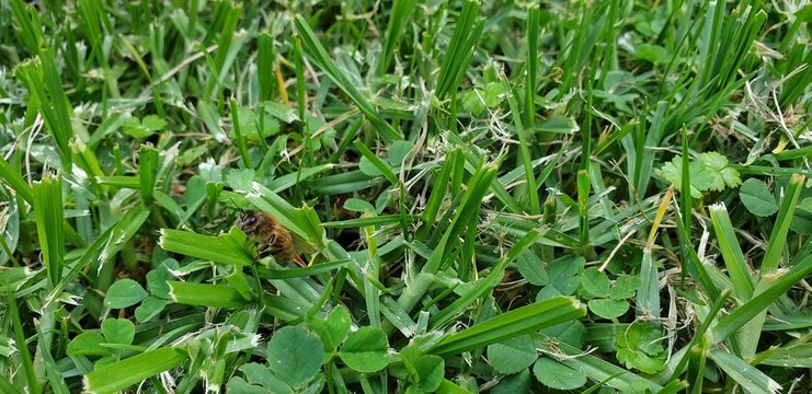 insect on the green grass in the morning
