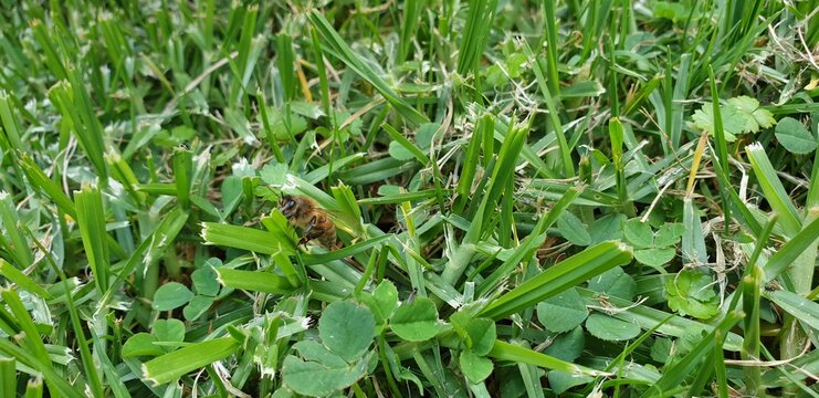 insect on the green grass in the morning