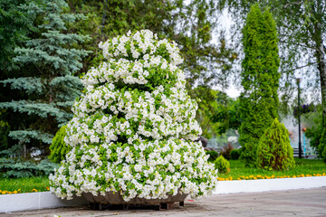 Low-growing herbaceous plants with beautiful delicate pink flowers. Landscape design.