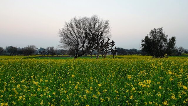 meadow with dandelions