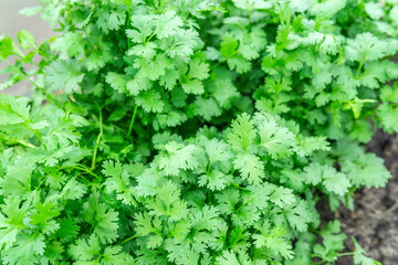 Coriander is loaded with antioxidants, vitamin-A, vitamin-C and minerals. coriander on field.