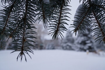 Obraz premium The pine branches in the snow