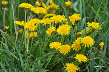 Fototapeta premium Dandelion (Taraxacum officinale) grows in nature in spring