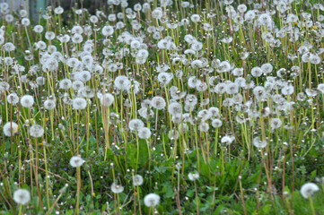 Fototapeta premium Dandelion (Taraxacum officinale) grows in nature in spring