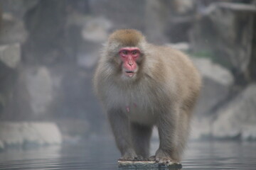 Japanese Macaque at Jigokudani hot spring
