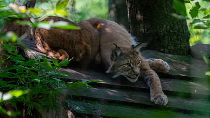katze, tier, luchs, wild, natur, säugetier, tiger, wild lebende tiere