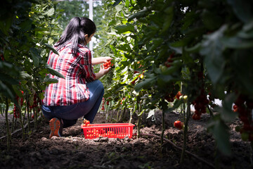 Young woman in a greenhouse picking red tomatoes