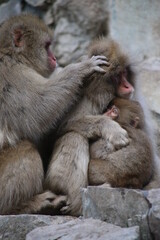 Japanese Macaque at Jigokudani hot spring