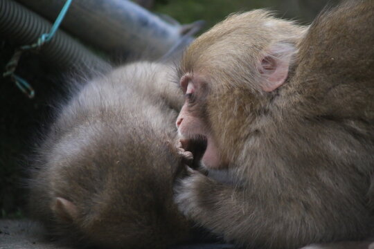 Japanese Macaque At Jigokudani Hot Spring