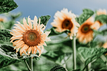 Field of yellow blooming sunflowers in the sun