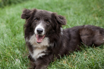 Dog Border Collie training lesson