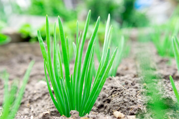 close-up of a growing onion plantation in the garden. organic farm