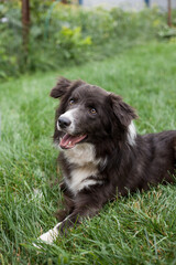 Dog Border Collie training lesson