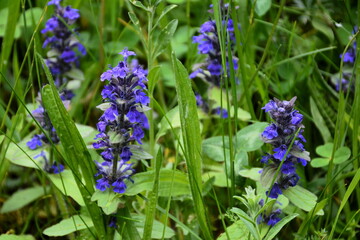 The herbaceous plant Ajuga with blue flowers in the wild.