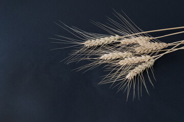 ripe wheat ears with grains lie  on black  background, copy space for text. Harvesting time, agricultural concept.