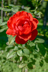 red rose in garden