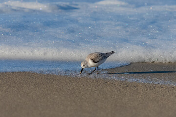 Calidris alba, Sanderling, bird eating, the beak pushed in the sand