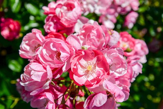 pink rose flowers in garden