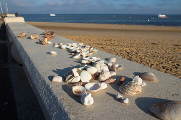 atlantic coast in arcachon (france)