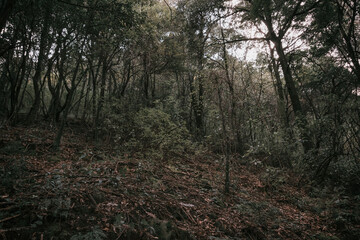 Dark landscape of the woodland