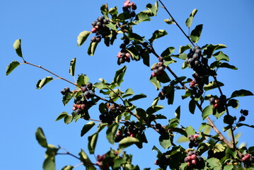 The fruits of the shadberry (Amelanchier) on the bush are already ripe.