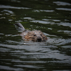 A muskrat swimming in a body of water.