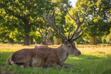 Amazing deer stag with majesty antlers portrait laying in the nature, park, meadow