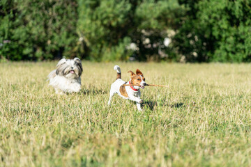 pies zwierzak domowy jack russel terrier