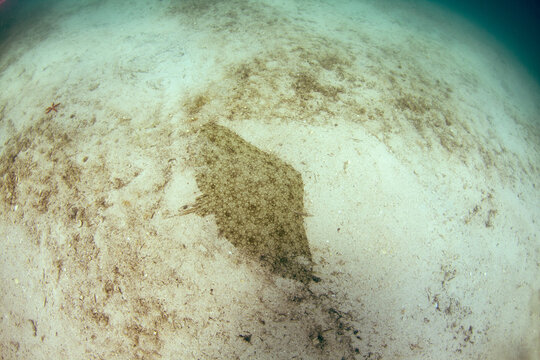 Spiny butterfly ray in &Ccedil;eşme