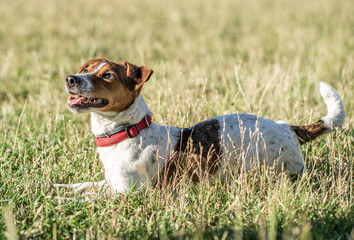 pies zwierzak domowy jack russel terrier