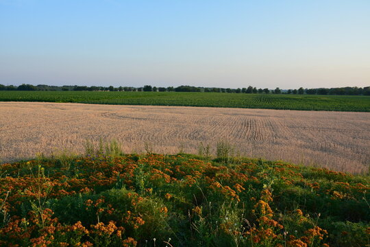 The morning in the field. A view from the barrow covered with hypericum, which is already fading.