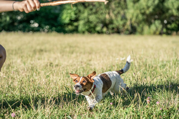 pies zwierzak domowy jack russel terrier © Nikodem