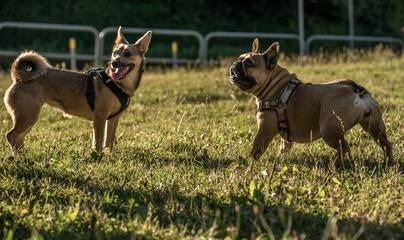 pies zwierzak domowy buldog francuski  © Nikodem