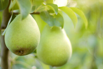 yellow pears on a branch. Harvesting pears. Agriculture and horticulture. close-up of fruit