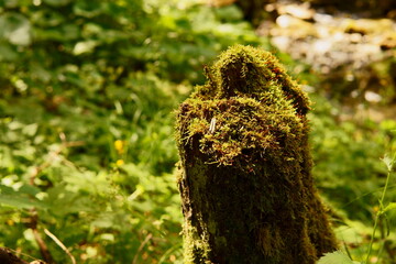 moss on tree