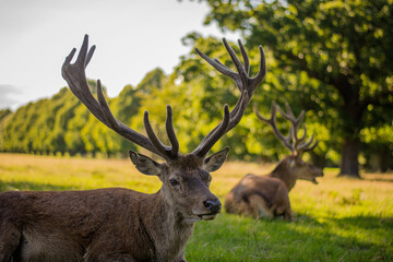 Naklejka na ściany i meble Amazing deer stag with majesty antlers portrait laying in the nature, park, meadow