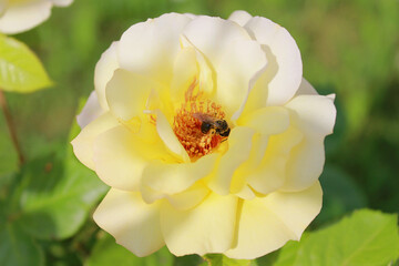 bee on flower