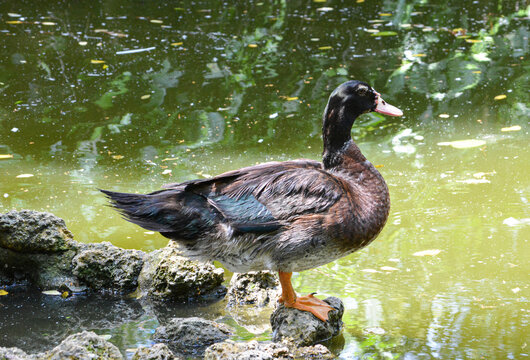 El pato es un ave que pertenece a la familia de las an&aacute;tidas y que, por lo general, vive cerca del agua (los patos son palm&iacute;pedos: cuentan con los dedos unidos para nadar con mayor facilidad)